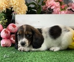 Small #4 Dachshund