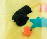 Small Photo #6 Pekingese Puppy For Sale in PHOENIX, AZ, USA