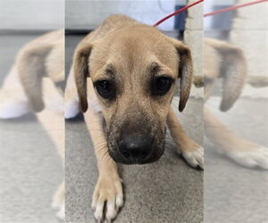 Mutt Dogs for adoption in San Bernardino, CA, USA