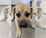 SAM - Male Mutt Dog for Adoption - Small photo