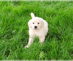 Small #15 English Cream Golden Retriever
