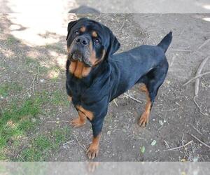 Rottweiler Dogs for adoption in West Valley, UT, USA