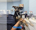 Small #1 German Shepherd Dog Mix