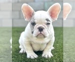 Small Photo #2 French Bulldog Puppy For Sale in MILWAUKEE, WI, USA