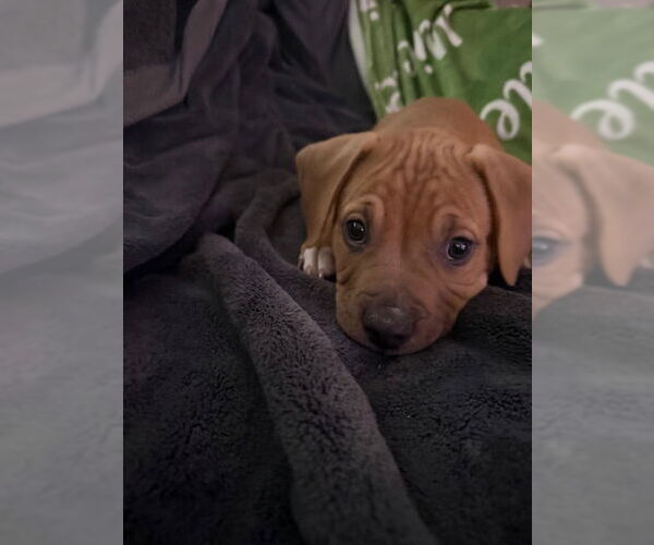 Medium Photo #3 Retriever -Unknown Mix Puppy For Sale in Plainfield, IL, USA