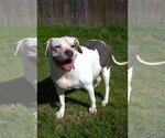 Small American Bulldog