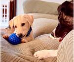 Small #2 Labrador Retriever Mix
