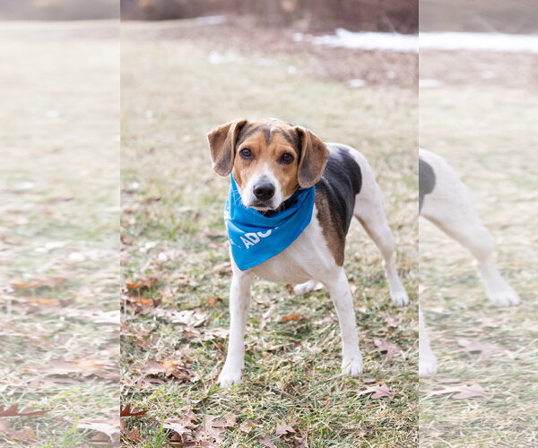 Medium Photo #1 Beagle Puppy For Sale in Crete, IL, USA