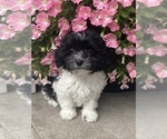 Small #1 Havanese