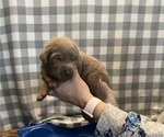 Small Photo #2 Labrador Retriever Puppy For Sale in STANWOOD, WA, USA