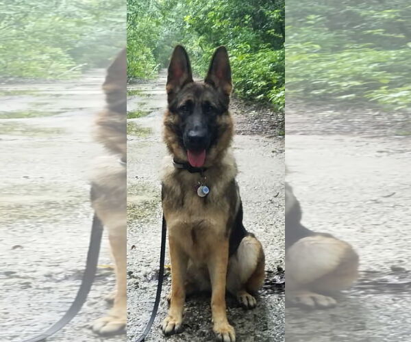 Medium Photo #3 German Shepherd Dog Puppy For Sale in Miami, FL, USA