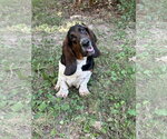 Small Basset Hound