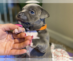 Small Photo #8 American Bully Puppy For Sale in OVERLAND, KS, USA