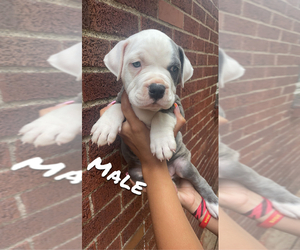 American Bully-American Pit Bull Terrier Mix Puppy for sale in PITTSBURGH, PA, USA
