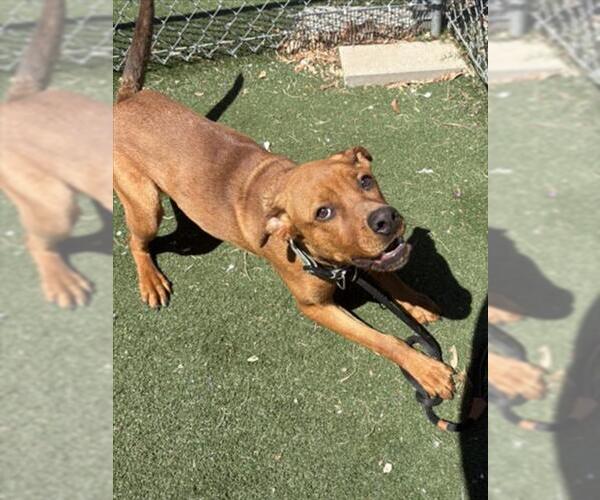 Medium Photo #1 Mutt Puppy For Sale in Texas City, TX, USA