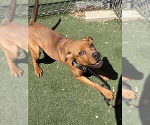 Mutt Dogs for adoption in Texas City, TX, USA