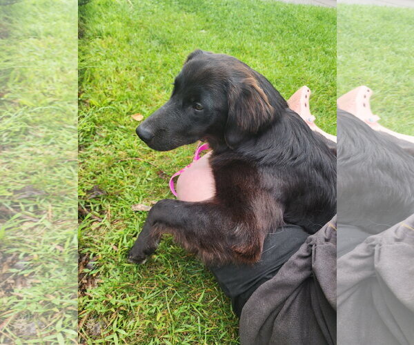 Medium Photo #6 Australian Retriever Puppy For Sale in Buffalo, MN, USA