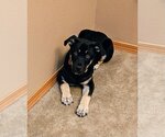 Small Photo #3 German Shepherd Dog-Unknown Mix Puppy For Sale in Seattle, WA, USA