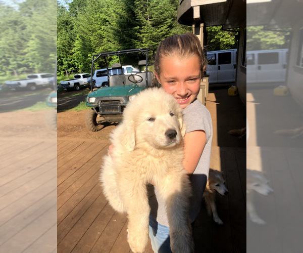 Medium Photo #3 Great Pyrenees Puppy For Sale in STAYTON, OR, USA