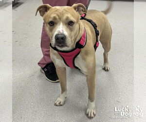 Mutt Dogs for adoption in Washington, DC, USA