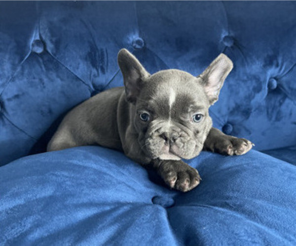 Medium Photo #15 French Bulldog Puppy For Sale in TAMPA, FL, USA