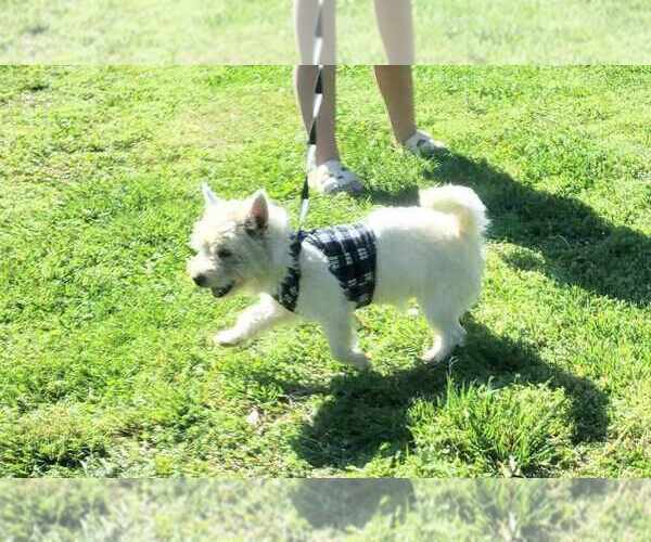 Medium Photo #1 West Highland White Terrier Puppy For Sale in MOUNTAINBURG, AR, USA