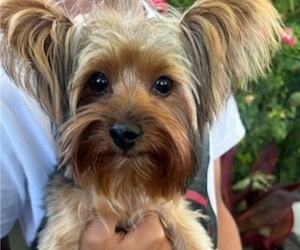 Yorkshire Terrier Puppy for Sale in ELK GROVE, California USA