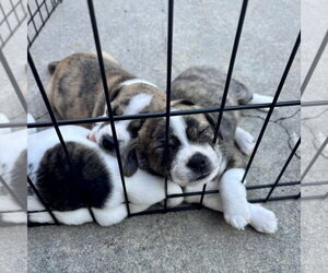 Willow - Female Chihuahua-Unknown Mix Dog for Adoption - Photo #3
