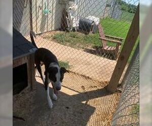 American Pit Bull Terrier-Unknown Mix Dogs for adoption in Fairfield, IL, USA