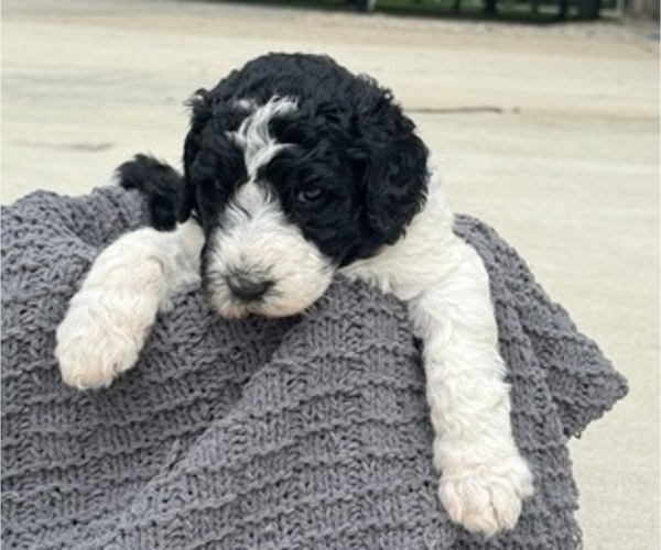 Medium Photo #1 Saint Berdoodle Puppy For Sale in FRANKFORT, IN, USA