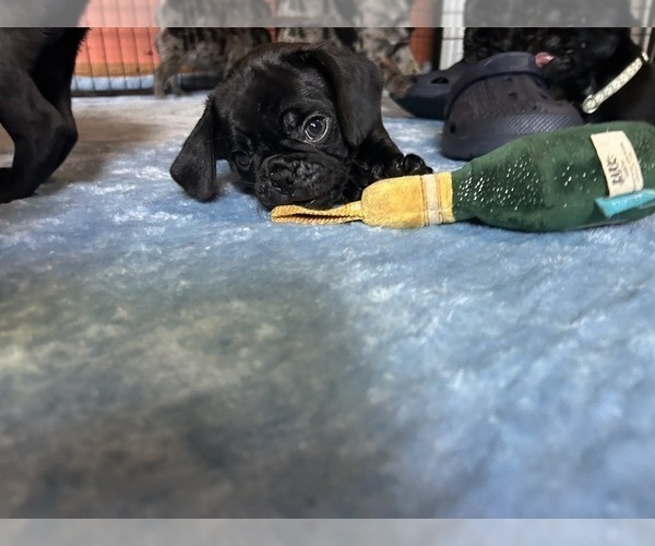 Medium Photo #28 Frenchie Pug Puppy For Sale in BLOOMINGTON, IL, USA