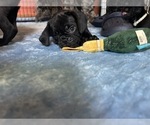 Small Photo #28 Frenchie Pug Puppy For Sale in BLOOMINGTON, IL, USA