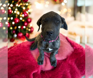 Mastiff-Unknown Mix Dogs for adoption in Vail, AZ, USA