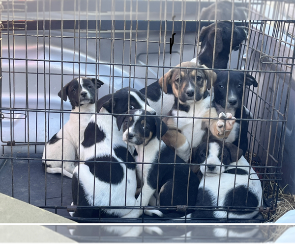 Medium Photo #1 Border Collie Puppy For Sale in SONORA, KY, USA