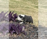 Small #19 Bulldog