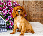 Small #6 Cavalier King Charles Spaniel