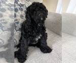 Small #12 Cavapoo