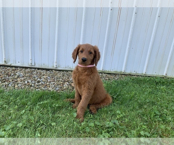 Medium Photo #3 Goldendoodle Puppy For Sale in RITTMAN, OH, USA