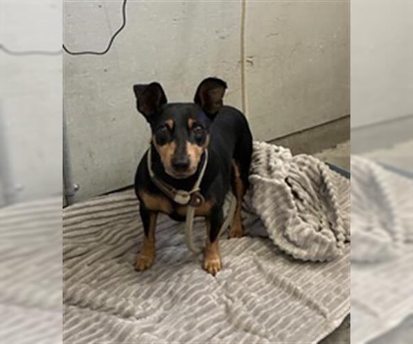 Medium Photo #1 Miniature Pinscher-Unknown Mix Puppy For Sale in Camarillo, CA, USA