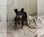 JOEY - Male Miniature Pinscher-Unknown Mix Dog for Adoption - Small photo