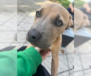 Mutt Dogs for adoption in Jackson Township, NJ, USA