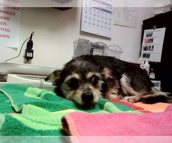 Medium Photo #1 Mutt Puppy For Sale in Martinez, CA, USA