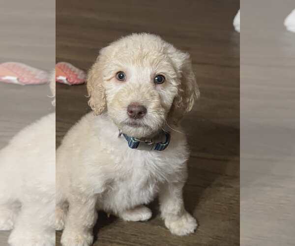 Medium Photo #1 Golden Retriever Puppy For Sale in Croydon, NH, USA