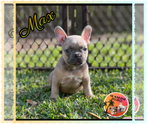French Bulldog Puppy for sale in MIAMI LAKES, FL, USA