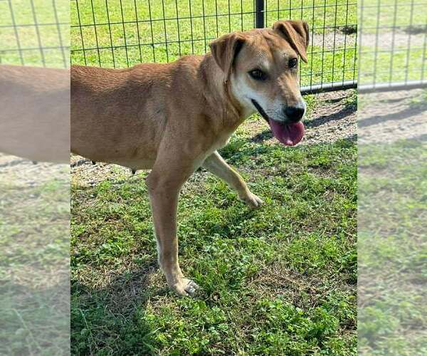 Medium Photo #4 Mutt Puppy For Sale in Abbeville, LA, USA