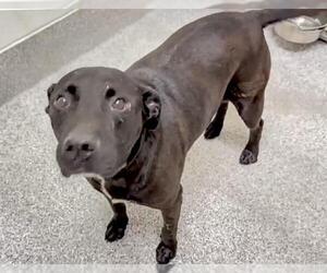 American Pit Bull Terrier-Labrador Retriever Mix Dogs for adoption in Houston, TX, USA