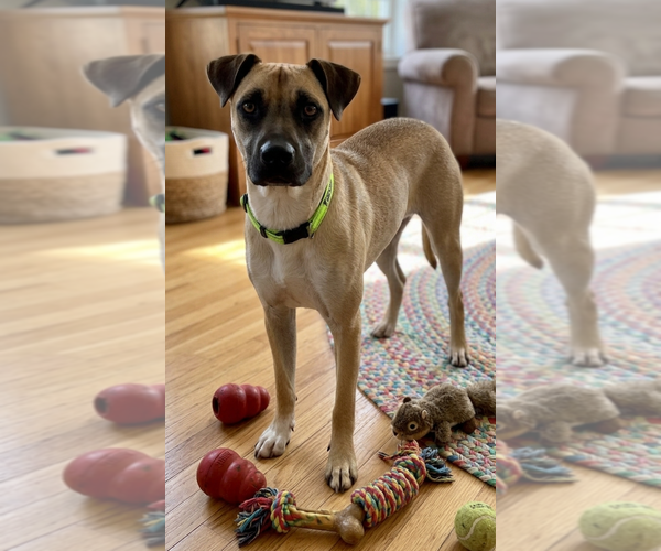 Medium Photo #3 Black Mouth Cur-Unknown Mix Puppy For Sale in Genesee, WI, USA
