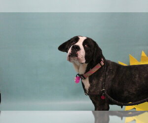 Mutt Dogs for adoption in Fort Collins, CO, USA
