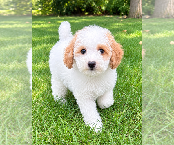 Medium Photo #7 Poodle (Miniature) Puppy For Sale in FAIR HAVEN, MI, USA