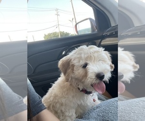 Goldendoodle-Maltipoo Mix Puppy for sale in PLANO, TX, USA